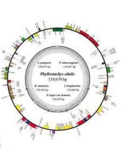 葉綠體基因組 葉綠體基因組