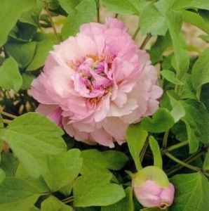 大葉蝴蝶 大葉蝴蝶