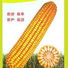 新玉12號 新玉12號