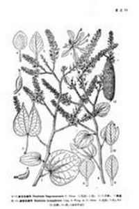 凌雲羊蹄甲 凌雲羊蹄甲