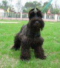 迷你雪納瑞犬[雪納瑞犬品種]