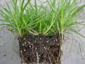 美洲雀麥 美洲雀麥