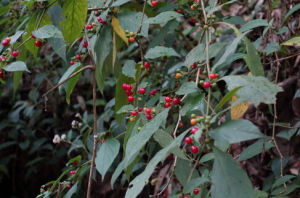 截萼紅絲線 截萼紅絲線