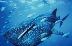 大吻光尾鯊 大吻光尾鯊