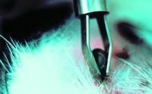 犬埃里希氏體病 病犬身上的蜱蟲