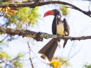 冕彎嘴犀鳥 冕彎嘴犀鳥