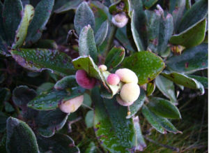 瘤枝杜鵑 瘤枝杜鵑