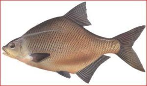 加吉魚火鍋 加吉魚火鍋