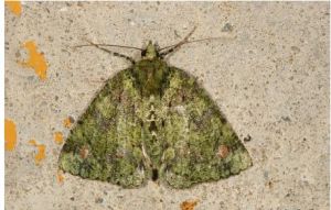 寬頻峰尺蛾 寬頻峰尺蛾