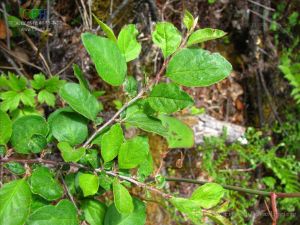 黃楊葉栒子小葉變種