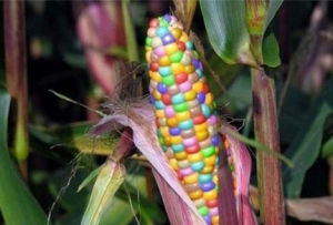轉基因玉米 轉基因玉米