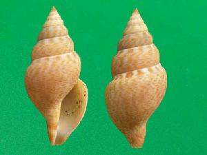 浪花捲管螺 浪花捲管螺