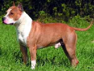 美國史特富郡梗