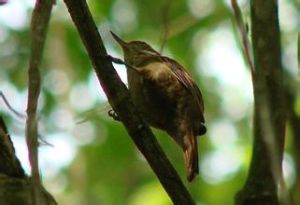 純色翹嘴雀 純色翹嘴雀