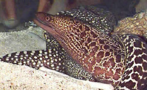 豹紋海鱔