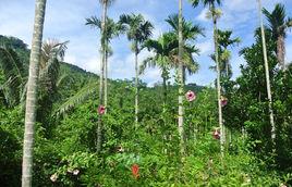 呀諾達熱帶雨林景區 呀諾達熱帶雨林景區
