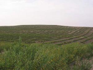 靈武白芨灘自然保護區