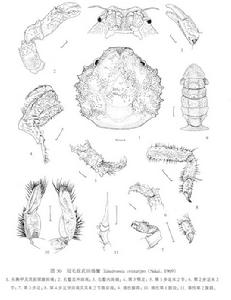 冠毛肢武田綿蟹