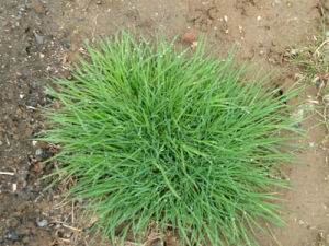 線序剪股穎 線序剪股穎