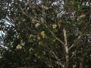 海南大頭茶 海南大頭茶