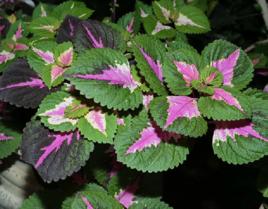 小五彩蘇 小五彩蘇