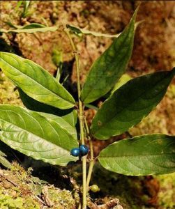 煥鏞粗葉木 煥鏞粗葉木