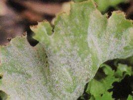 萵筍白粉病 萵筍白粉病