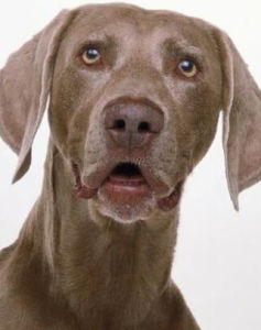 威瑪獵犬 威瑪獵犬