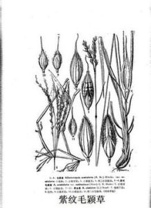 紫紋毛穎草 紫紋毛穎草