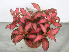 森林火焰網紋草 森林火焰網紋草