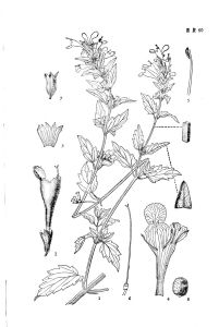 松潘荊芥（原變種）