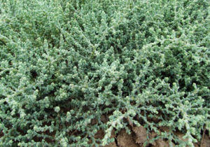 鹽角草族 鹽角草族