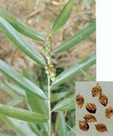 寬萼淫羊藿 寬萼淫羊藿