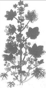 冬葵子[冬葵子]