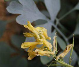 石生黃堇 石生黃堇