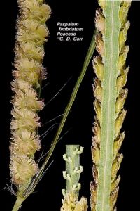 裂穎雀稗 裂穎雀稗