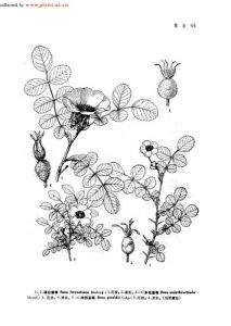 滇邊薔薇 滇邊薔薇