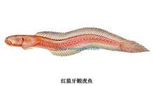 紅狼牙鰕虎魚