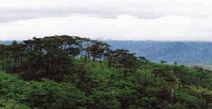 莊河仙人洞自然保護區 莊河仙人洞自然保護區