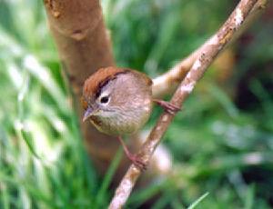 棕頭雀鶥野外鑑別特徵