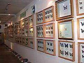 桂林市疊彩蝴蝶館 桂林市疊彩蝴蝶館