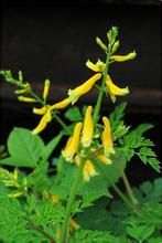 角狀黃堇 角狀黃堇