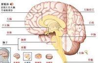 腦損傷後遺症 腦損傷後遺症