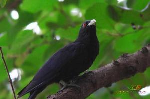 八哥不是一隻鳥 八哥不是一隻鳥