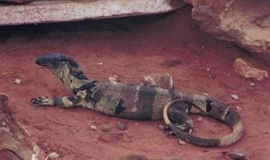 帝摩爾花點巨蜥