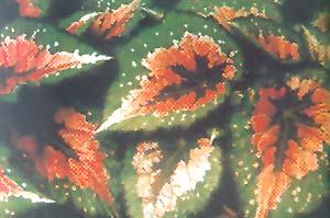 彩葉秋海棠 彩葉秋海棠