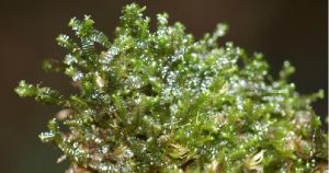 中華甲殼苔 中華甲殼苔