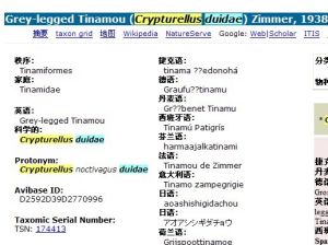 Grey-legged Tinamou (Crypturellus duidae) Zimmer, 1938