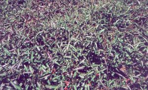 小箭葉蓼 小箭葉蓼