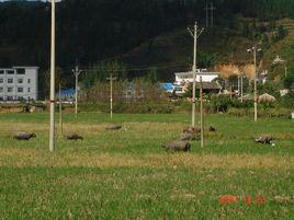 半弄自然村 半弄自然村